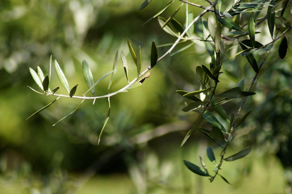 grottaferrata